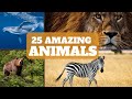 Exploring Fascinating Animal Facts for Kids