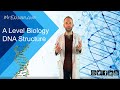 DNA Structure and Function Concepts