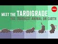 Tardigrades: The Resilient Creatures