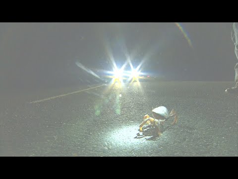 棲地開發 路殺 河川水泥化 恆春陸蟹銳減