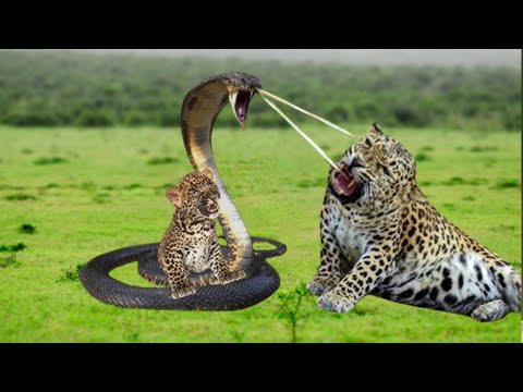 Leopard Hunts Cobra: The Hunter Becomes the Prey, Mother And Cub Leopard Fall Before The Grim Reaper