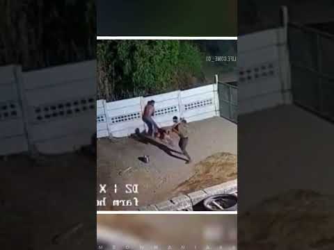 Dog Protect His Owner ๐ณ