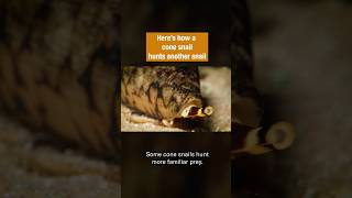 Snails Hunting Snails! | #DeepLook #Shorts #snails