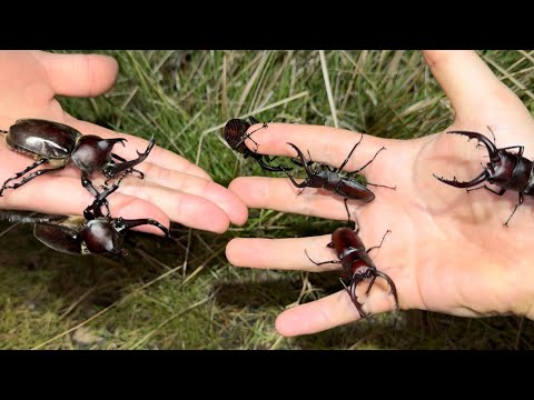 大量のカブト、クワガタを捕まえた
