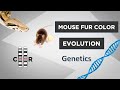 Mouse Fur Color Genetics