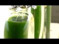 Algae Fuel Production and Benefits