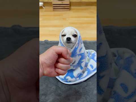Dog’s reaction #yodajjeom