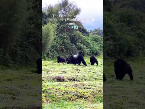 Unusual Flight between Male Silverback Gorillas For Dominance #gorilla #silverbackgorilla #animal