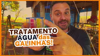 TRATAMENTO DE ÁGUA PARA GALINHAS: COMO USAR CLORO E EVITAR DOENÇAS NAS AVES