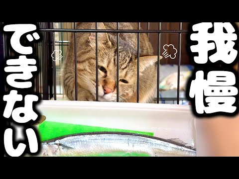 元野良猫に初めてサンマをあげたら凄いことになった…汗