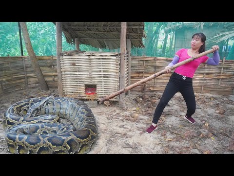 150 Day - Raise Chicken, Biggest Python Snake Attack My Farm To Eat Chicken. Video Timelapse