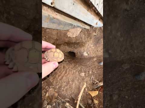 Baby tortoise dug it’s own burrow 😳🐢