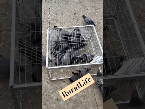 Cage Chickens vs. Pigeons: My Rural Breeding Life! 🐔🐦 #PoultryFarming #RuralLife #petpalsshowcase
