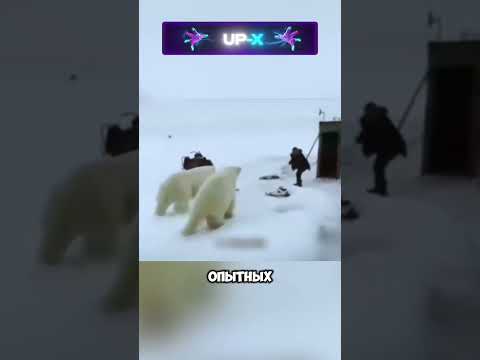 Еле отбился от полярных медведей