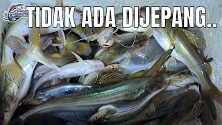 Di Jepang Nggak Ada, Di Belanda Jadi Buruan, Tapi Selalu Habis Dipasar Lokal 😅😅