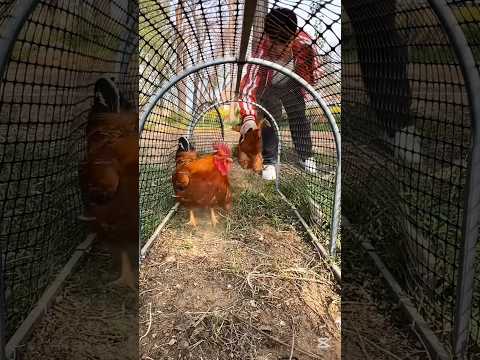 nido de gallina 😱
