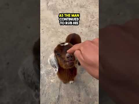 This Baby Goat will not be happy when pet ❤️