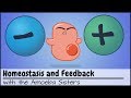 Understanding Homeostasis and Feedback Mechanisms