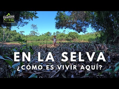 En medio de la SELVA vive una comunidad AFRO y hacen turismo.