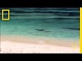 Seals and Their Deep-Sea Habitats