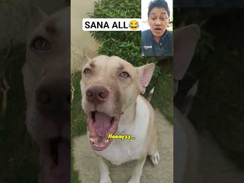 SANA ALL #dog #dogloversph #doglover