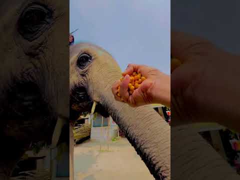 Viral video🐘🐘🙏🙏