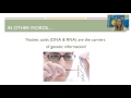 Exploring DNA: History, Structure, and Replication