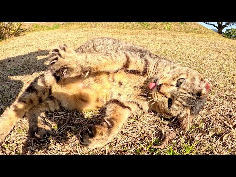 高齢のキジトラ猫と三毛猫が広場で気持ちよさそうに日光浴をする