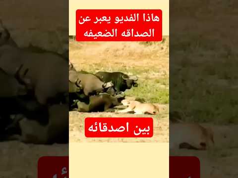هذا الفديو يعبر عن الصداقه الضعيفه#shorts