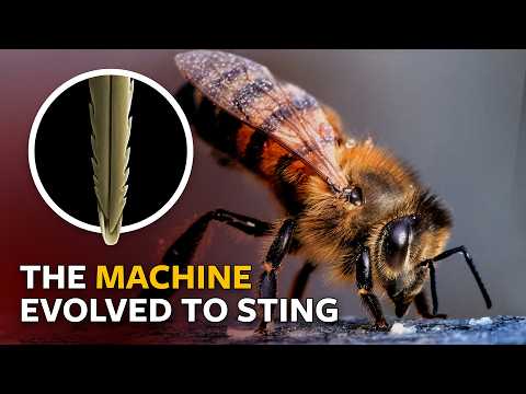 How Do Bee Stingers Work? Stated Clearly