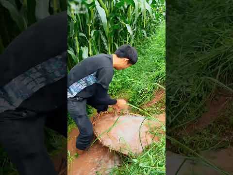 The fish have grown a lot in the paddy field in two months #yt #shotrs