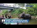 Understanding Elephants and Their Care