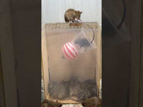 Easy mouse trap from plastic ball/best trap plastic ball #mouse #mousetrap #rattrap