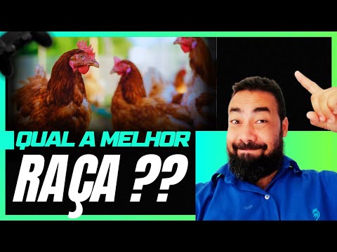 QUAL A MELHOR RAÇA DE GALINHA AIPIRA PARA ABATE E PARA POSTURA