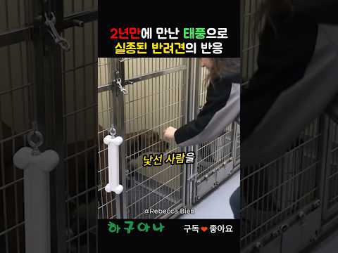 2년만에 재회한 태풍으로 실종된 반려견