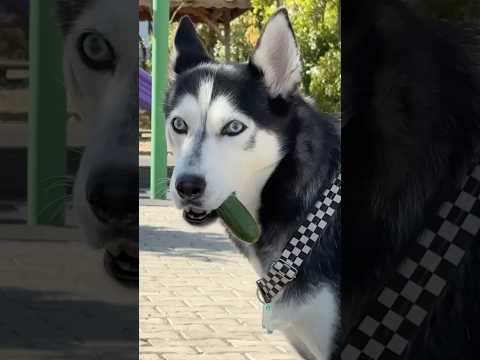 Köpeğim hergün kendine yeni bir evlat ediniyor 1.gün