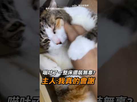 【吐都吐了】喵吐了一整床還裝無辜？ 主人：我真的會謝｜貓｜無辜