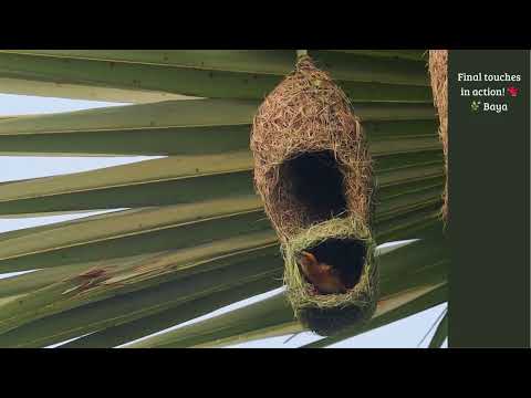 Precision Engineering: Baya Weaver building duplex Nest 🐦⚒️ #duplex #bayaweaver #nature #nest