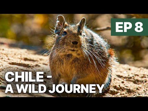 Chile - A Wild Journey - EP 8 | Natural Beauty of the Land