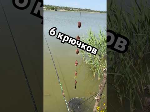 Снасть для рыбалки на карася на 6 крючков / ловля карася