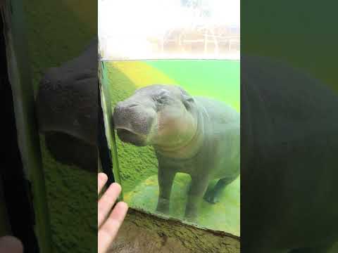 قدرة فرس النهر عشان ينام تحت المياه🦛 #shorts