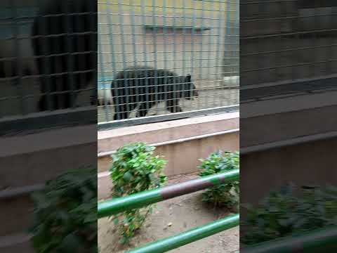 #bear#zoo #animation #shortvideo