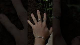 100 ant bites instead of 100 mosquito bites.Would you make that trade?