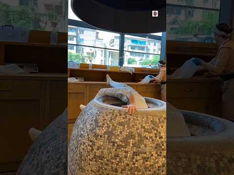 Armenia Roti Making Technique 😱