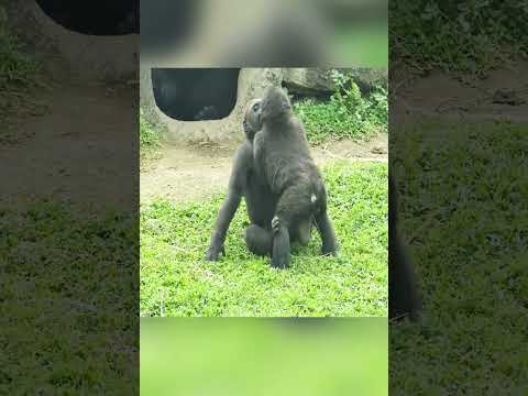 #gorilla #animallove #gorillababy #gorillaglue #gorillalovers #gorillatag