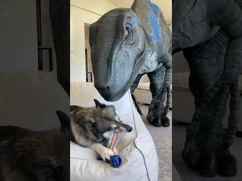 Dog wonโt share bone with Dinosaur! #shorts
