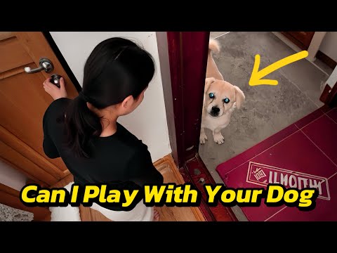 A stray dog showed up to my Door Wanting to Play With My Dog