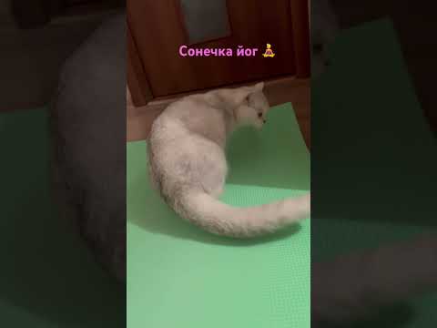 Сонечка-йог #рекомендации #cat #shorts #кот #animals