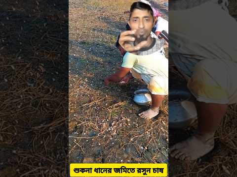 শুকনা ধানের জমিতে রসুন চাষ পদ্ধতি #garlicfieldsmade #Garliccultivation #ricefields #viral #shorts