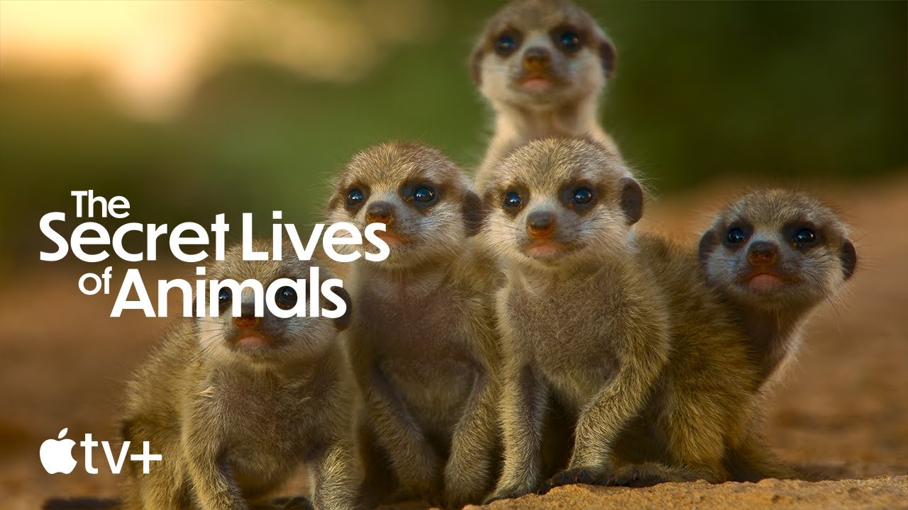 The Secret Lives of Animals Trailer thumbnail